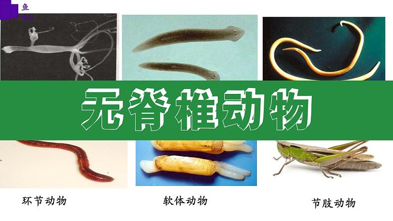 5.1.4+鱼-【精华备课】2023-2024学年八年级生物上册同步教学课件（人教版）08