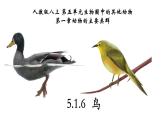 5.1.6+鸟-【精华备课】2023-2024学年八年级生物上册同步教学课件（人教版）