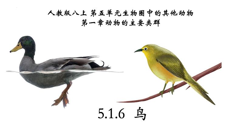 5.1.6+鸟-【精华备课】2023-2024学年八年级生物上册同步教学课件（人教版）01