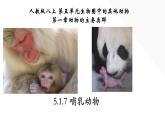 5.1.7 哺乳动物-【精华备课】2023-2024学年八年级生物上册同步教学课件（人教版）