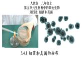 5.4.1+细菌和真菌的分布-【精华备课】2023-2024学年八年级生物上册同步教学课件（人教版）