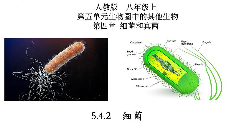 5.4.2 细菌-【精华备课】2023-2024学年八年级生物上册同步教学课件（人教版）01