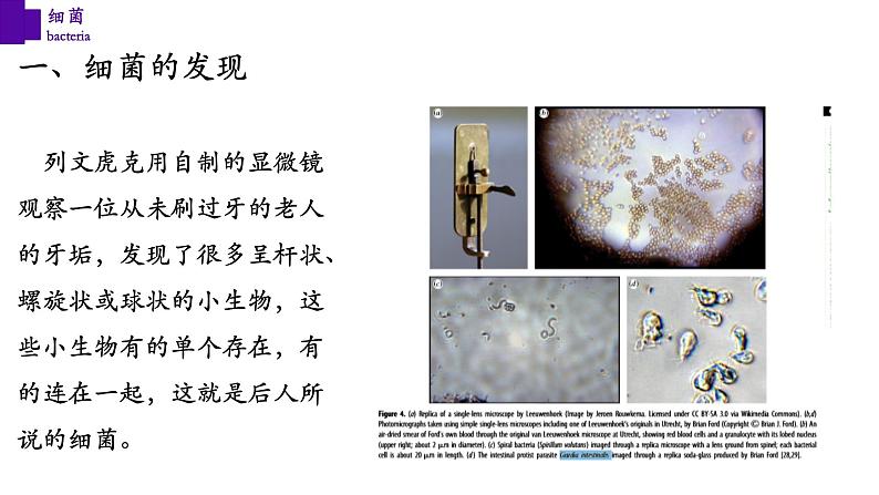 5.4.2 细菌-【精华备课】2023-2024学年八年级生物上册同步教学课件（人教版）05