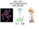 5.4.3 真菌-【精华备课】2023-2024学年八年级生物上册同步教学课件（人教版）