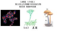 初中生物人教版 (新课标)八年级上册第三节 真菌试讲课备课教学ppt课件