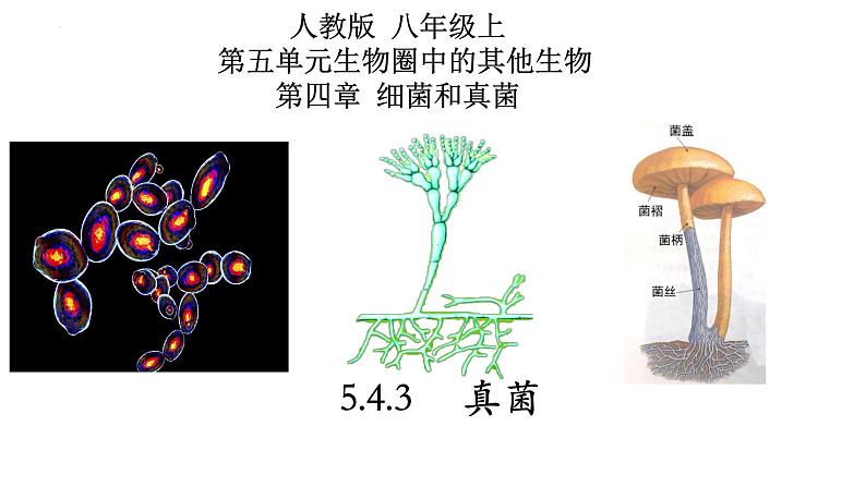 5.4.3 真菌-【精华备课】2023-2024学年八年级生物上册同步教学课件（人教版）01