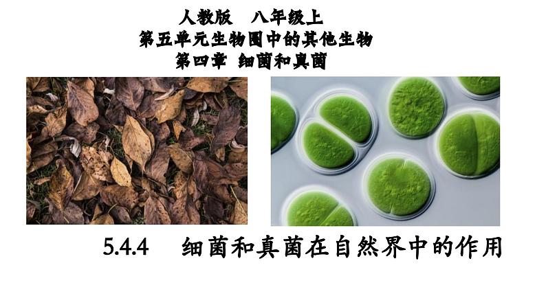 5.4.4+细菌和真菌在自然界中的作用-【精华备课】2023-2024学年八年级生物上册同步教学课件（人教版）01