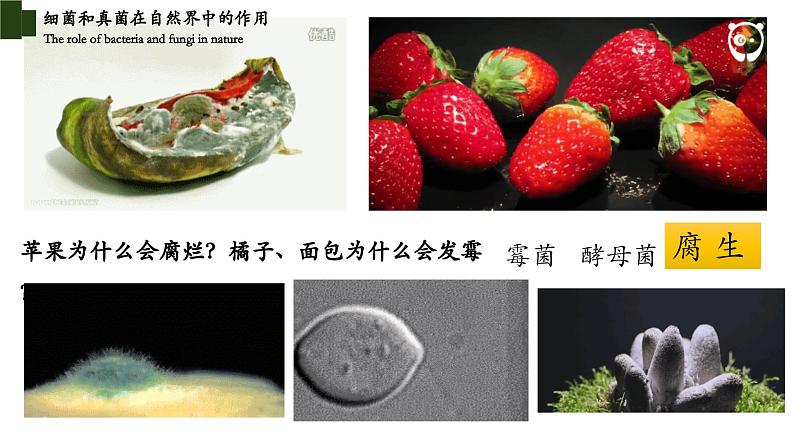 5.4.4+细菌和真菌在自然界中的作用-【精华备课】2023-2024学年八年级生物上册同步教学课件（人教版）03