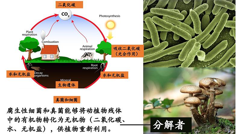 5.4.4+细菌和真菌在自然界中的作用-【精华备课】2023-2024学年八年级生物上册同步教学课件（人教版）08