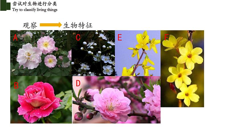 6.1.1 尝试对生物进行分类-【精华备课】2023-2024学年八年级生物上册同步教学课件（人教版）06