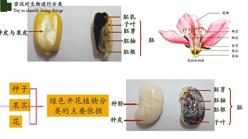 6.1.1 尝试对生物进行分类-【精华备课】2023-2024学年八年级生物上册同步教学课件（人教版）07