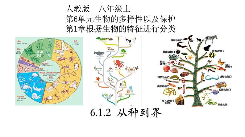 6.1.2 从种到界-【精华备课】2023-2024学年八年级生物上册同步教学课件（人教版）01