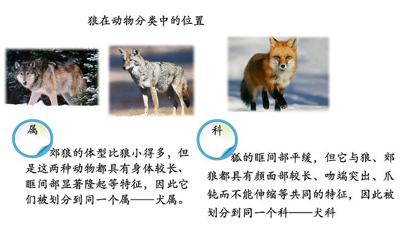 6.1.2 从种到界-【精华备课】2023-2024学年八年级生物上册同步教学课件（人教版）04