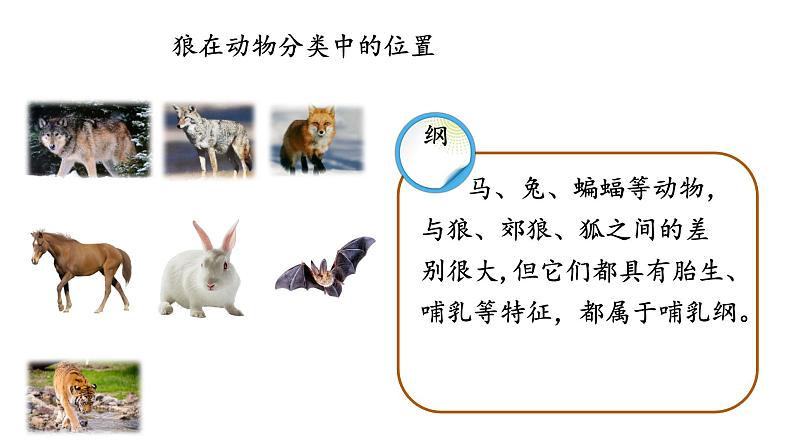 6.1.2 从种到界-【精华备课】2023-2024学年八年级生物上册同步教学课件（人教版）06