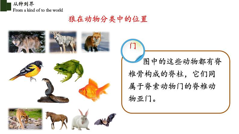 6.1.2 从种到界-【精华备课】2023-2024学年八年级生物上册同步教学课件（人教版）07