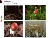 6.2+認識生物的多樣性-【精華備課】2023-2024學年八年級生物上冊同步教學課件（人教版）