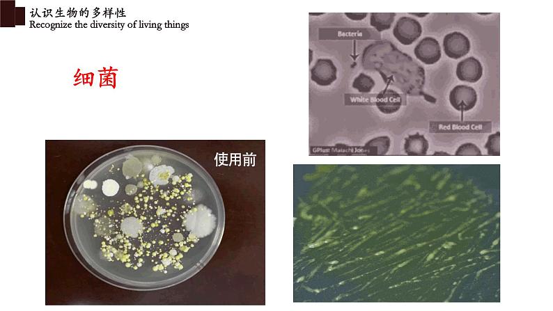 6.2+认识生物的多样性-【精华备课】2023-2024学年八年级生物上册同步教学课件（人教版）06