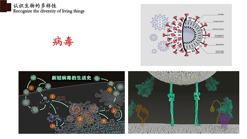 6.2+认识生物的多样性-【精华备课】2023-2024学年八年级生物上册同步教学课件（人教版）07