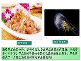 5.1.1+腔肠动物（第一课时）-【精华备课】2023-2024学年八年级生物上册同步教学课件（人教版）