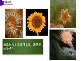 5.1.1+腔肠动物（第一课时）-【精华备课】2023-2024学年八年级生物上册同步教学课件（人教版）