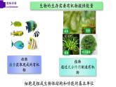 5.1.1+腔肠动物（第一课时）-【精华备课】2023-2024学年八年级生物上册同步教学课件（人教版）