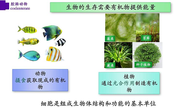 5.1.1+腔肠动物（第一课时）-【精华备课】2023-2024学年八年级生物上册同步教学课件（人教版）04