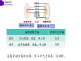 5.1.1+腔肠动物（第一课时）-【精华备课】2023-2024学年八年级生物上册同步教学课件（人教版）