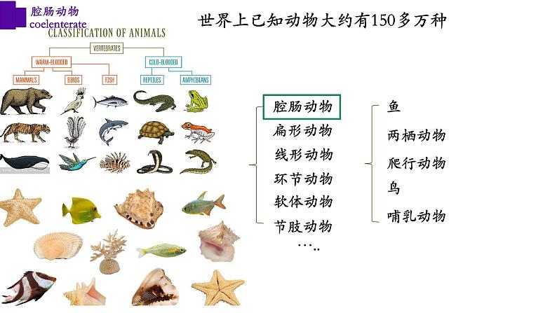 5.1.1+腔肠动物（第一课时）-【精华备课】2023-2024学年八年级生物上册同步教学课件（人教版）08