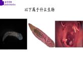 5.1.1+扁形动物（第二课时）-【精华备课】2023-2024学年八年级生物上册同步教学课件（人教版）