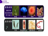 5.1.1+扁形动物（第二课时）-【精华备课】2023-2024学年八年级生物上册同步教学课件（人教版）
