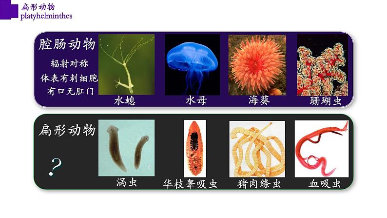 5.1.1+扁形动物（第二课时）-【精华备课】2023-2024学年八年级生物上册同步教学课件（人教版）04