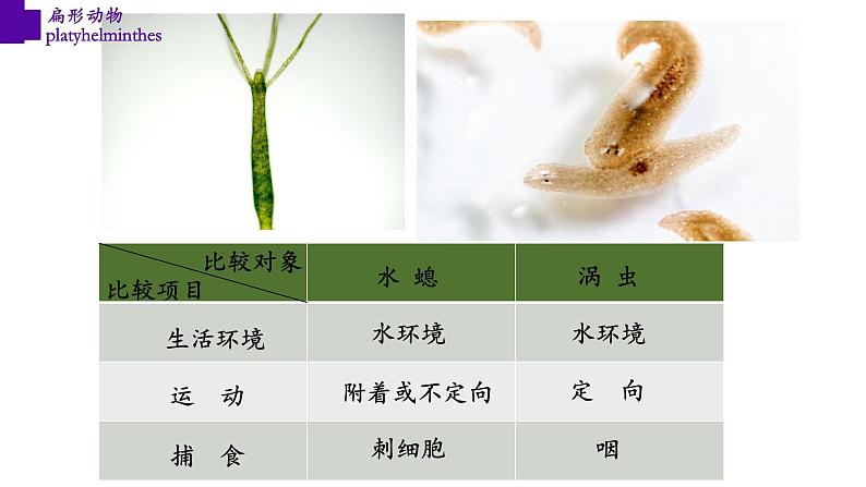 5.1.1+扁形动物（第二课时）-【精华备课】2023-2024学年八年级生物上册同步教学课件（人教版）06