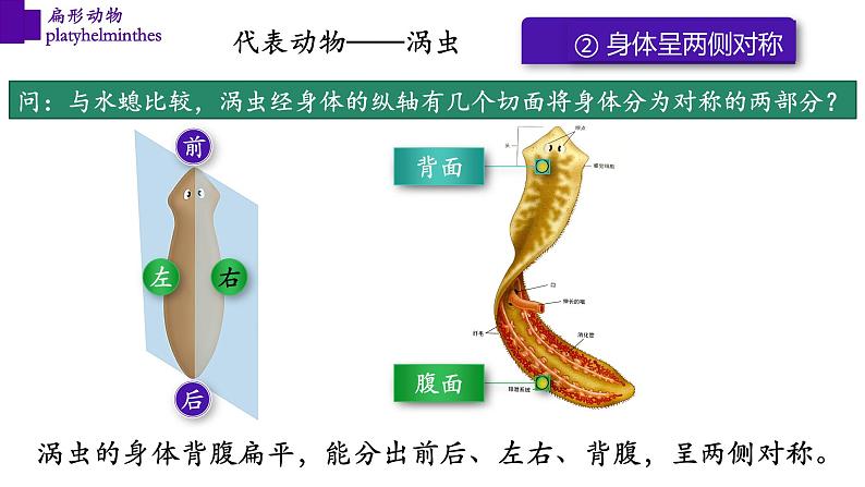 5.1.1+扁形动物（第二课时）-【精华备课】2023-2024学年八年级生物上册同步教学课件（人教版）08