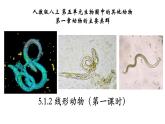 5.1.2 线形动物（第一课时）-【精华备课】2023-2024学年八年级生物上册同步教学课件（人教版）