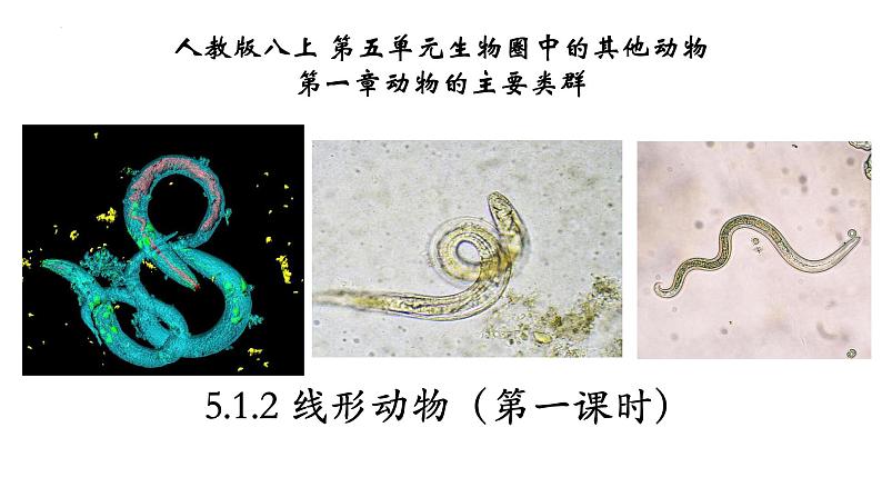 5.1.2 线形动物（第一课时）第1页