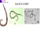 5.1.2 线形动物（第一课时）-【精华备课】2023-2024学年八年级生物上册同步教学课件（人教版）