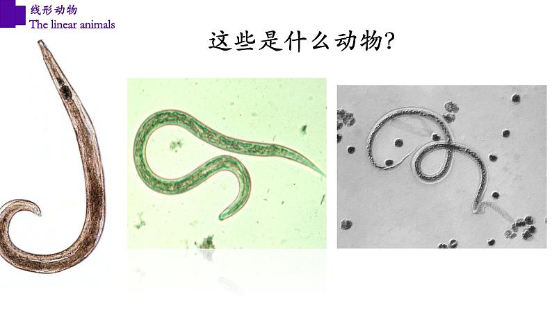 5.1.2 线形动物（第一课时）第2页