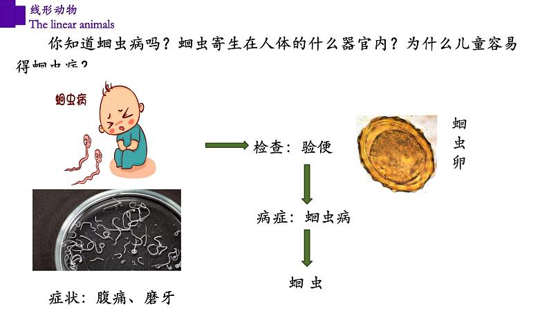 5.1.2 线形动物（第一课时）第7页