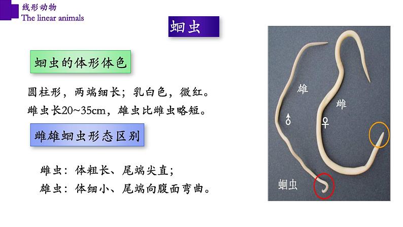 5.1.2 线形动物（第一课时）第8页