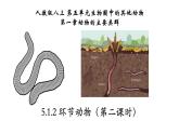 5.1.2+环节动物（第二课时）-【精华备课】2023-2024学年八年级生物上册同步教学课件（人教版）