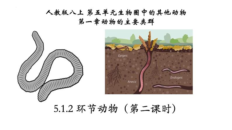 5.1.2+环节动物（第二课时）-【精华备课】2023-2024学年八年级生物上册同步教学课件（人教版）01