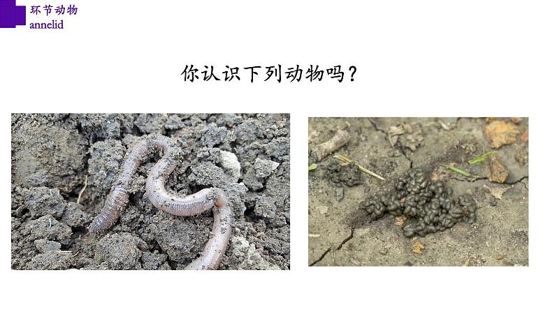 5.1.2+环节动物（第二课时）-【精华备课】2023-2024学年八年级生物上册同步教学课件（人教版）02