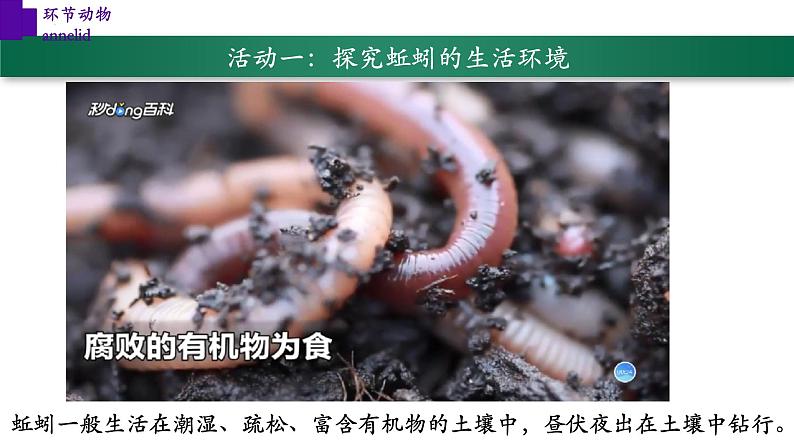 5.1.2+环节动物（第二课时）-【精华备课】2023-2024学年八年级生物上册同步教学课件（人教版）04