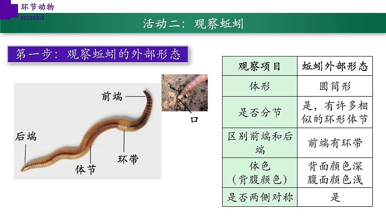 5.1.2+环节动物（第二课时）-【精华备课】2023-2024学年八年级生物上册同步教学课件（人教版）08