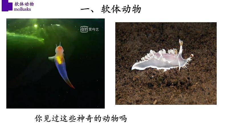 5.1.3+软体动物（第一课时）-【精华备课】2023-2024学年八年级生物上册同步教学课件（人教版）02