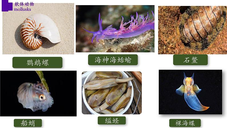 5.1.3+软体动物（第一课时）-【精华备课】2023-2024学年八年级生物上册同步教学课件（人教版）03