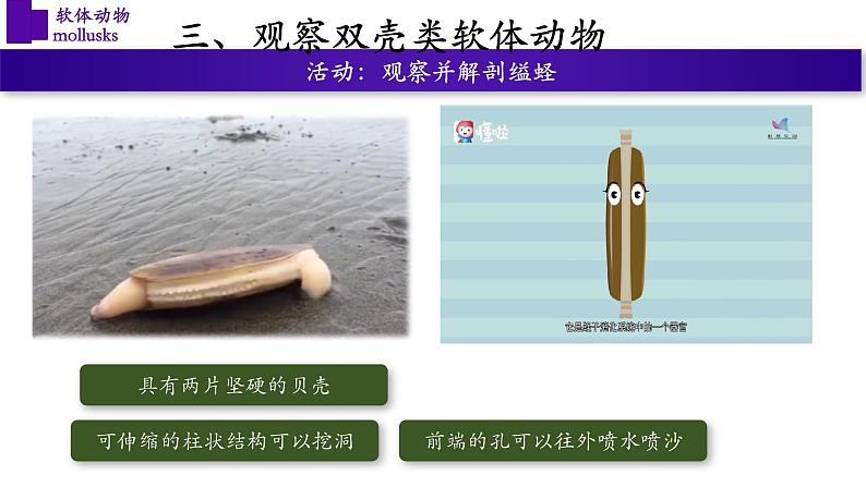 5.1.3+软体动物（第一课时）-【精华备课】2023-2024学年八年级生物上册同步教学课件（人教版）06