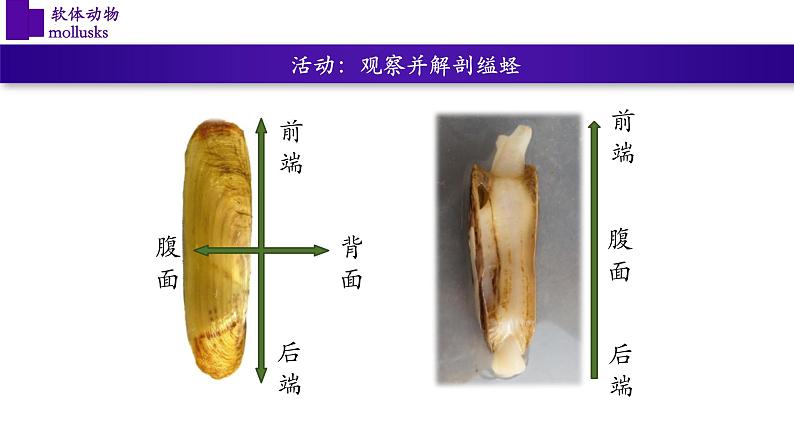 5.1.3+软体动物（第一课时）-【精华备课】2023-2024学年八年级生物上册同步教学课件（人教版）08