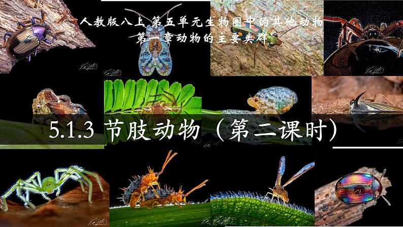 5.1.3+节肢动物（第二课时）-【精华备课】2023-2024学年八年级生物上册同步教学课件（人教版）01