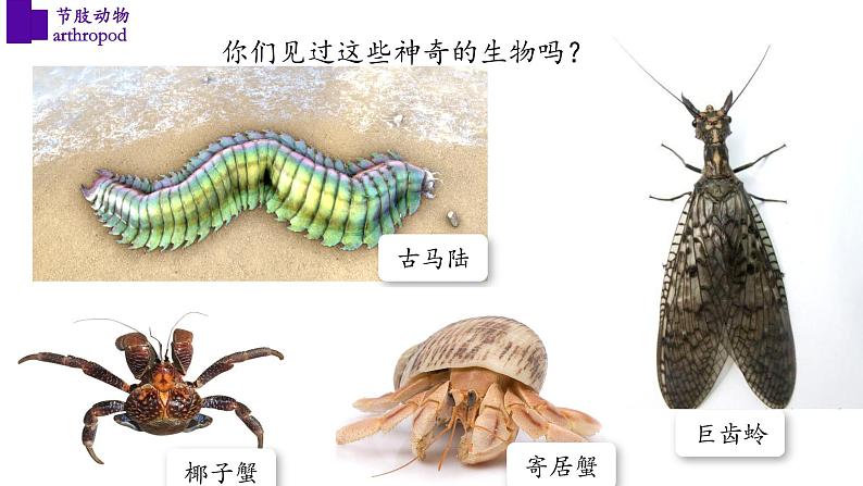 5.1.3+节肢动物（第二课时）-【精华备课】2023-2024学年八年级生物上册同步教学课件（人教版）02